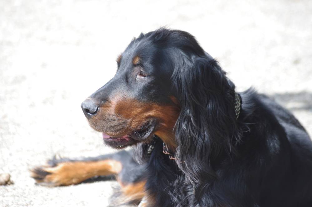 chien d'elevage