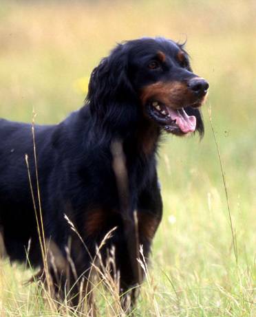 setter gordon en promenade