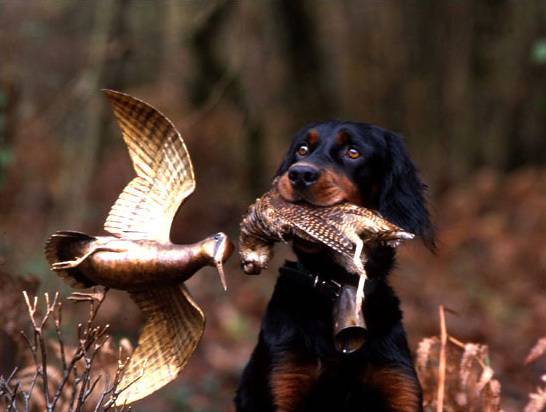 setter gordon avec animal