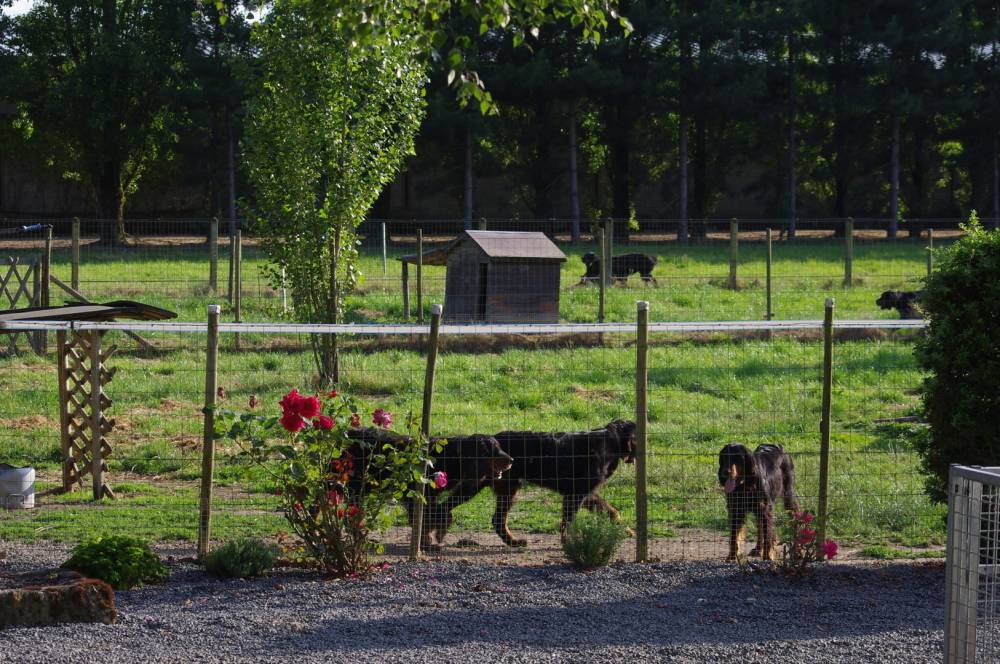 terrain des setter gordon