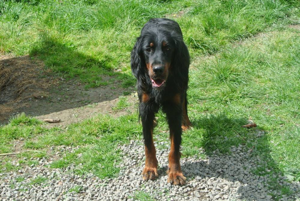 chien setter gordon