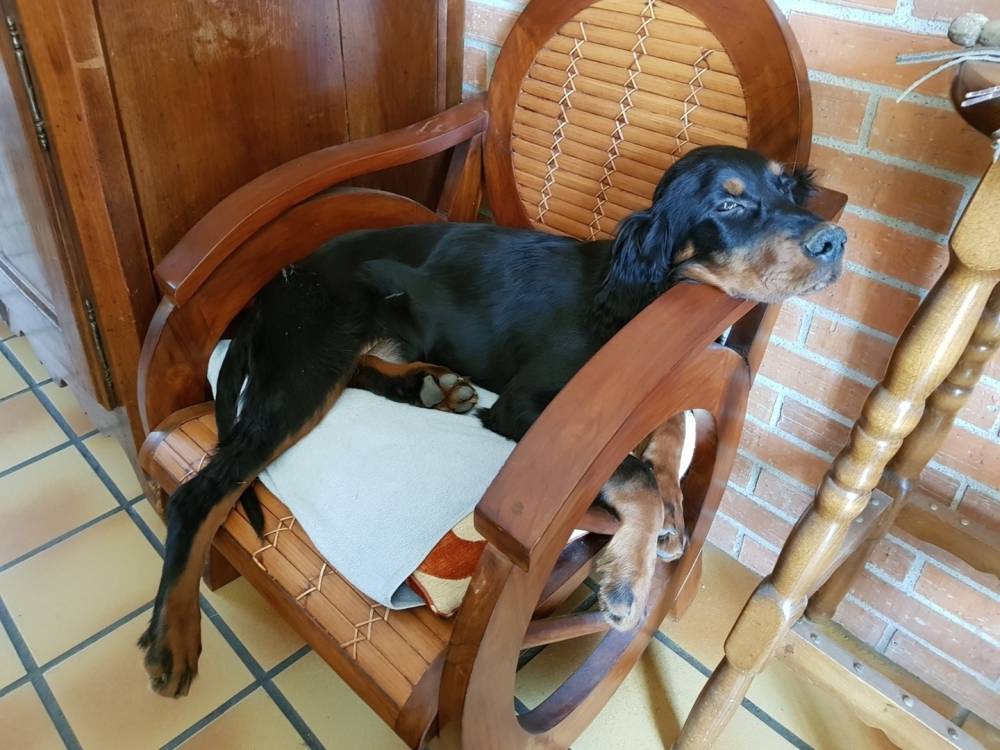setter gordon au repos