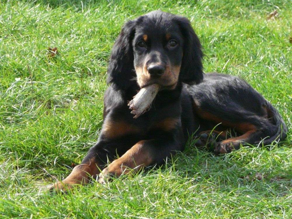 setter gordon enfant