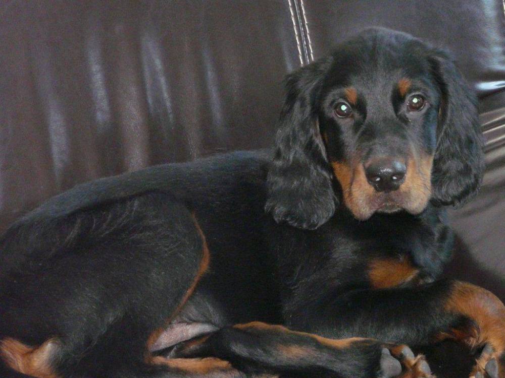 setter gordon se repose