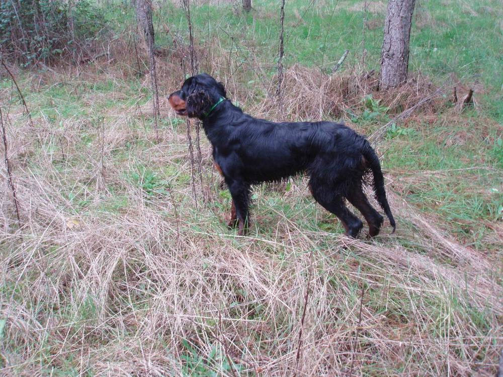 setter gordon promenade