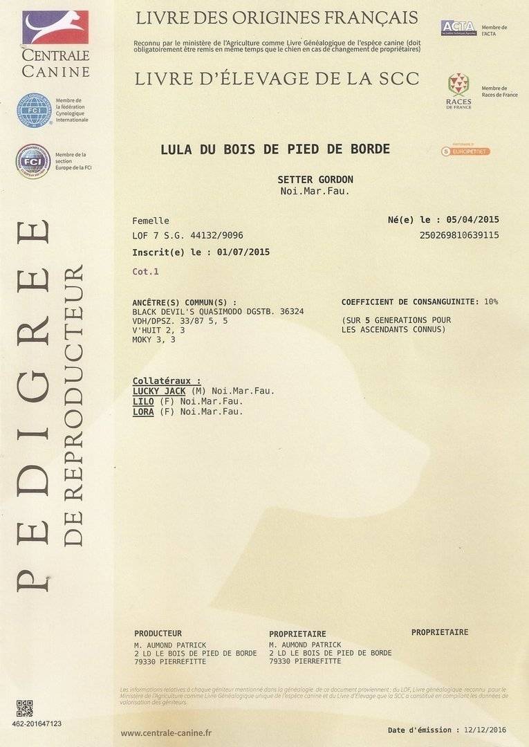 pedigree lula femelle
