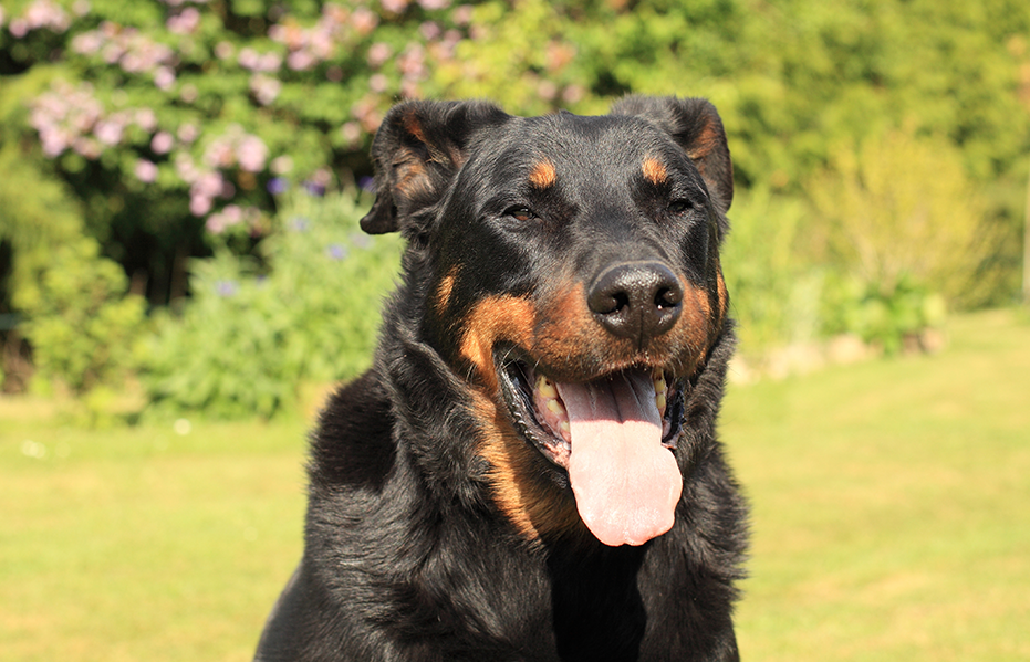beauceron chien