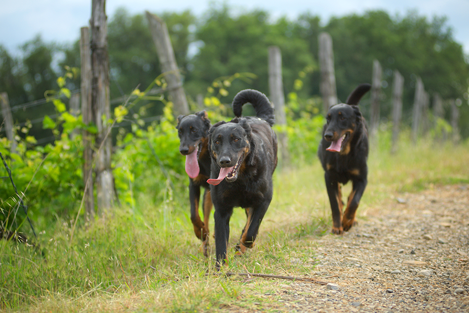 beaucerons en promenade