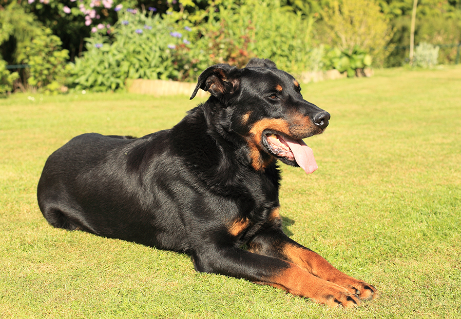 beauceron assis