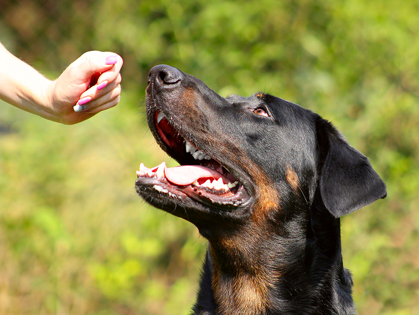 beauceron heureux