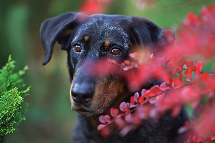 beauceron fleur