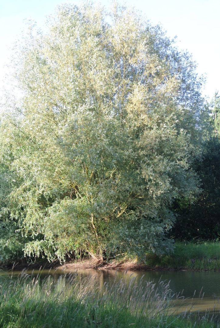 arbre chasse