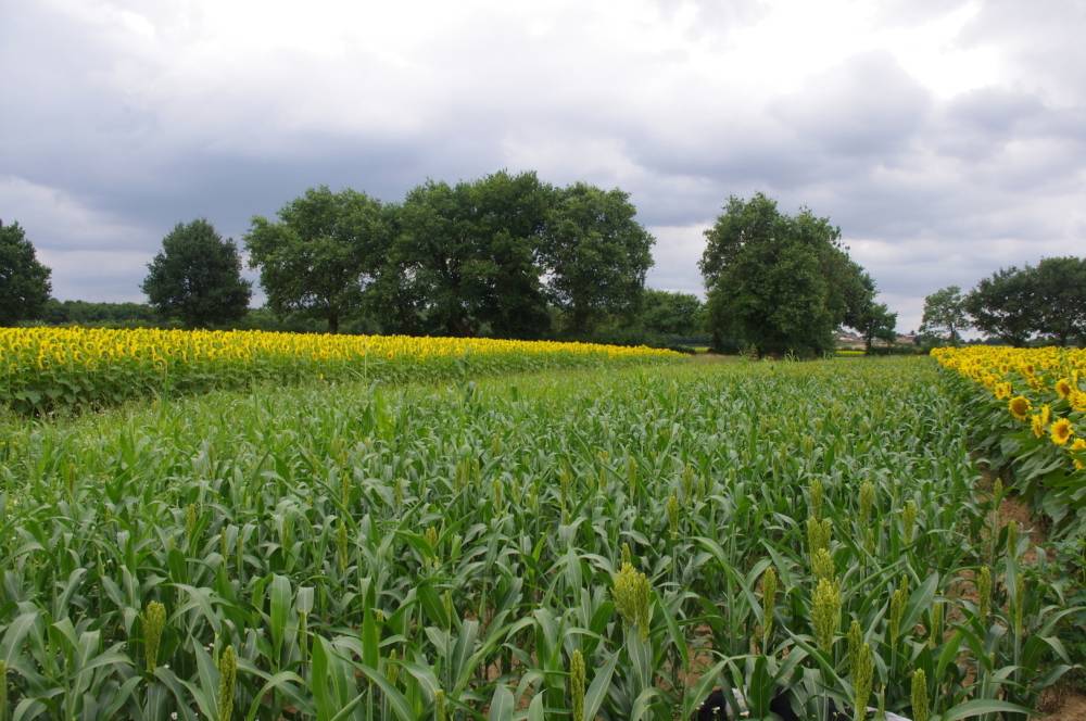 champ tournesol